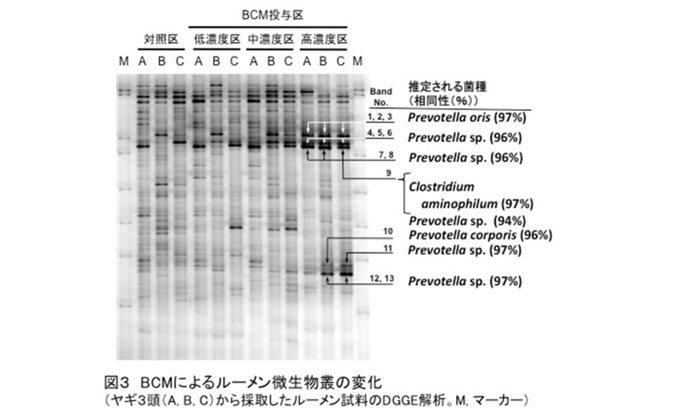 図3 BCMによるルーメン微生物叢の変化