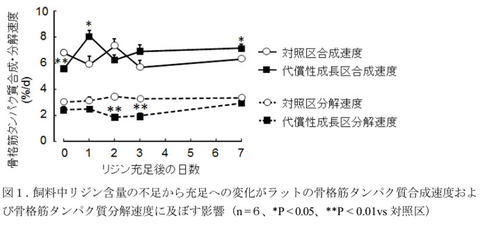 図1.飼料中リジン含量の不足から充足への変化がラットの骨格筋タンパク質合成速度および骨格筋タンパク質分解速度に及ぼす影響 (n =6、*P < 0.05、**P < 0.01vs対照区)