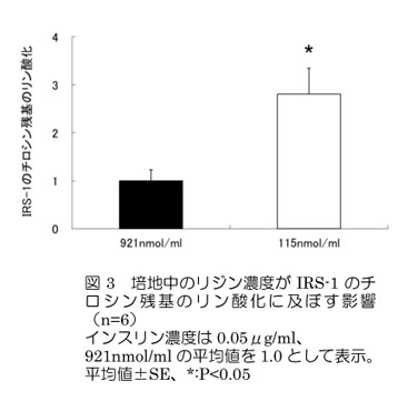 図3 培地中のリジン濃度がIRS-1のチロシン残基のリン酸化に及ぼす影響(n=6)