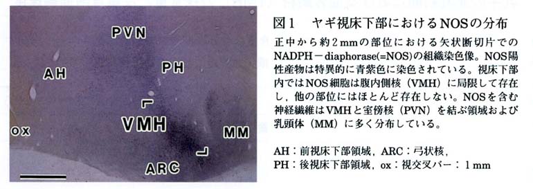 図1 ヤギ視床下部におけるNOSの分布