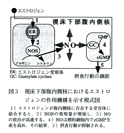 図3 視床下部腹内側核におけるエストロジェンの作用機構を示す模式図