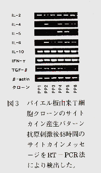 図3 パイエル板由来T細胞クローンのサイトカイン産生パターン