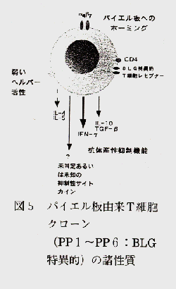 図5 パイエル板由来T細胞クローン