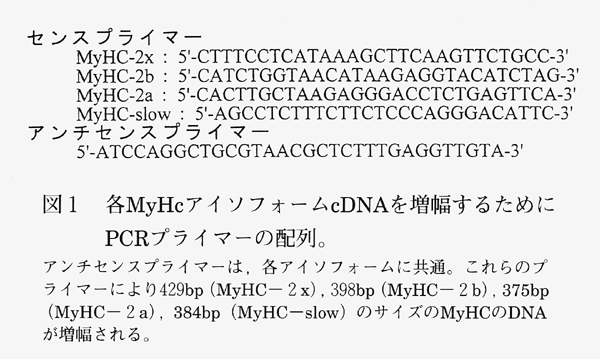 図1 各MyHcアイソフォームcDNAを増幅するためにPCRプライマーの配列