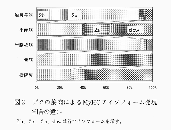 図2 ブタの筋肉によるMyHcアイソフォーム発現割合の違い