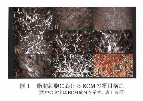 図1 脂肪細胞におけるECMの網目構造