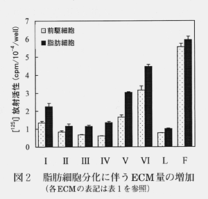 図2 脂肪細胞分化に伴うECM量の増加