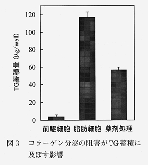 図3 コラーゲン分泌の阻害がTG蓄積に及ぼす影響