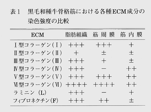 表1 黒毛和種牛骨格筋における各種ECM成分の染色強度の比較