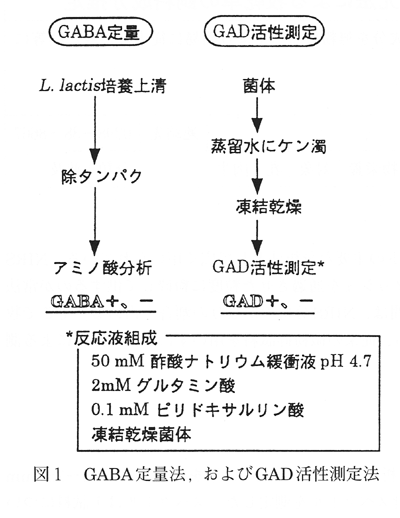 図1 GABA定量法、およびGAD活性測定法