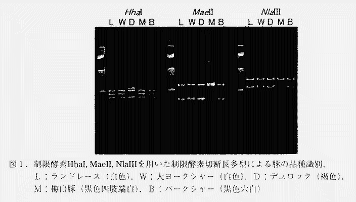 図1 制限酵素HhaI、MaeII、NlaIIIを用いた制限酵素切断長多型にひょる豚の品種識別