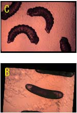 図1 マイクロインジェクションの概要  B. インジェクション後48時間後の卵。   C. 72時間後に卵より孵化した幼虫 
