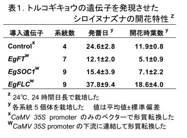 表1.トルコギキョウの遺伝子を発現させた シロイヌナズナの開花特性
