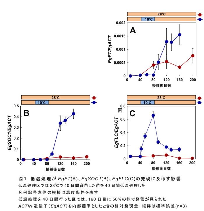 図1. 低温処理がEgFT(A)、EgSOC1(B)、EgFLC(C)の発現に及ぼす影響