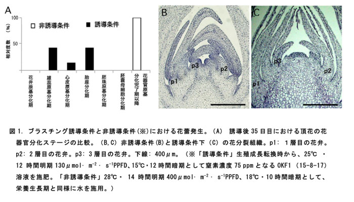 図1. ブラスチング誘導条件と非誘導条件(※)における花蕾発生。
