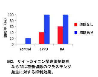 図2 サイトカイニン関連薬剤処理ならびに花蕾切除のプランチング発生に対する抑制処理