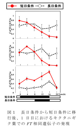 図1 長日条件から短日条件に移行後、1日目におけるキクタニギク葉でのFT相同遺伝子の発現