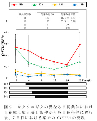 図2 キクタニギクの異なる日長条件における花成反応と長日条件から各日長条件に移行後、7日目における葉でのCsFTL3の発現