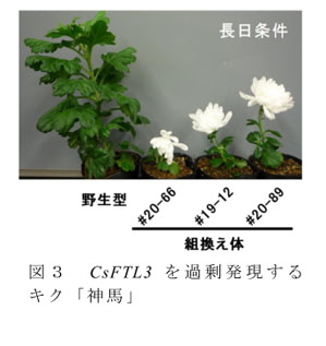 図3 CsFTL3を過剰発現するキク「神馬」