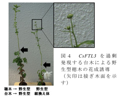 図4 CsFTL3を過剰発現する台木による野生型穂木の花成誘導 (矢印は接ぎ木面を示す)