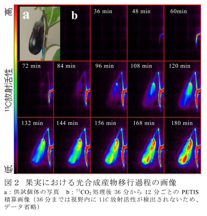 図2 果実における光合成産物移行過程の画像