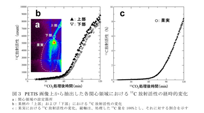 図3 PETIS画像上から抽出した各関心領域における11C放射活性の経時的変化