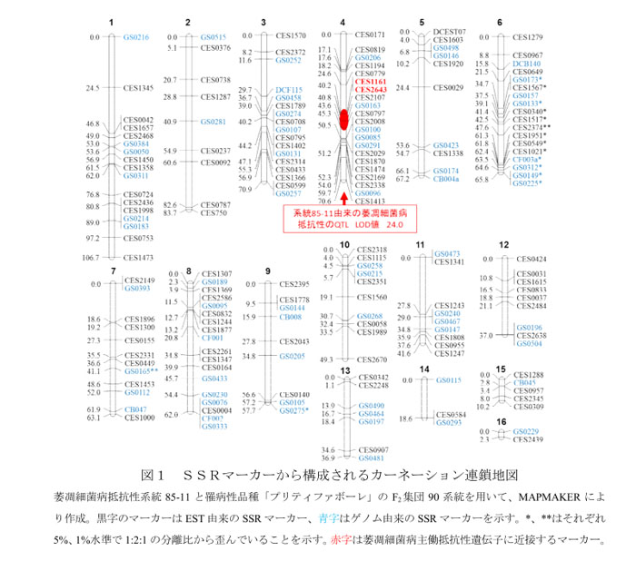 図1 SSRマーカーから構成されるカーネーション連鎖地図