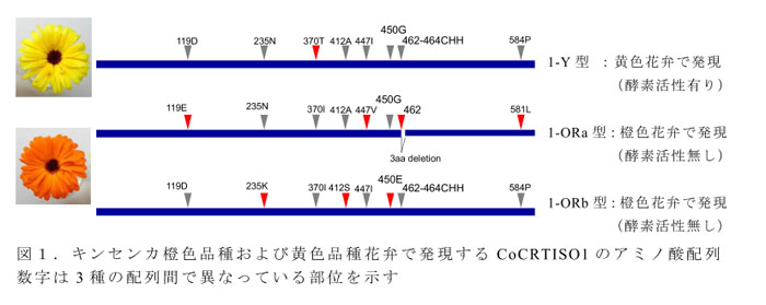 図1.キンセンカ橙色品種および黄色品種花弁で発現するCoCRTISO1のアミノ酸配列 数字は3種の配列間で異なっている部位を示す