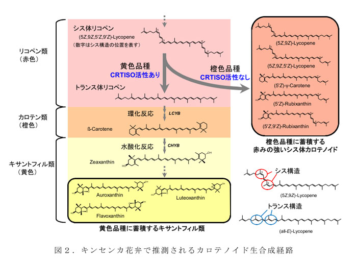 図2.キンセンカ花弁で推測されるカロテノイド生合成経路