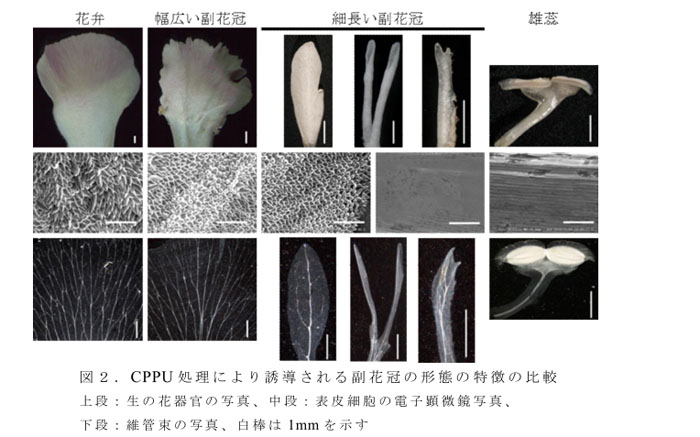 図2.CPPU処理により誘導される副花冠の形態の特徴の比較