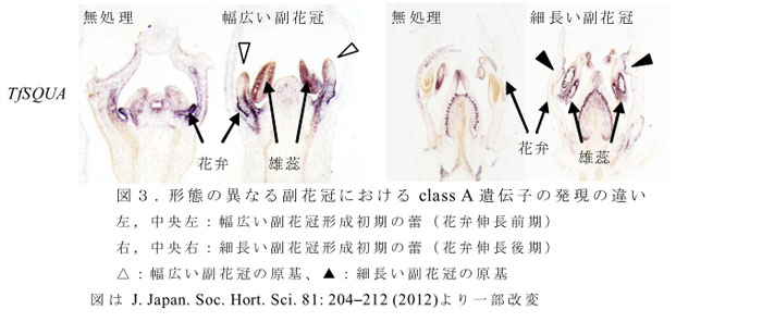 図3.形態の異なる副花冠におけるclass A遺伝子の発現の違い