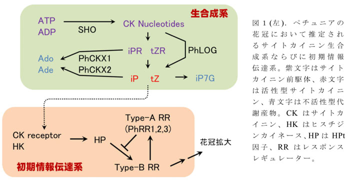 図1(左).ペチュニアの花冠において推定されるサイトカイニン生合成系ならびに初期情報伝達系。