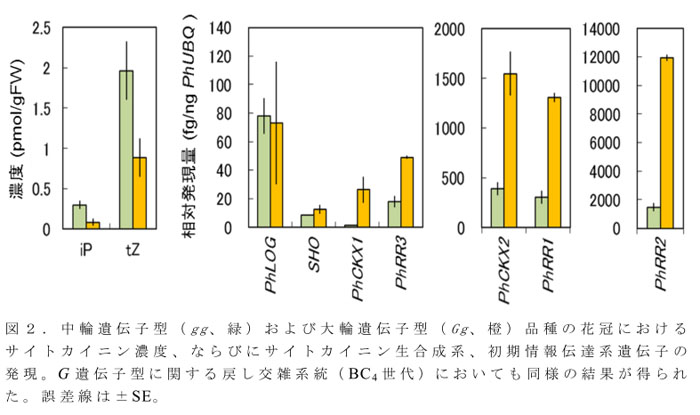 図2.中輪遺伝子型(gg、緑)および大輪遺伝子型(Gg、橙)品種の花冠におけるサイトカイニン濃度、ならびにサイトカイニン生合成系、初期情報伝達系遺伝子の発現。