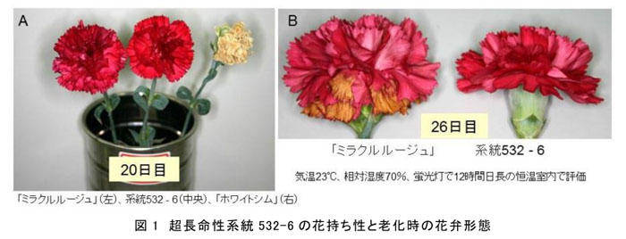 図1 超長命性系統532-6の花持ち性と老化時の花弁形態