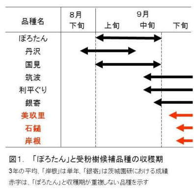 図1 「ぽろたん」と受粉樹候補品種の収穫期