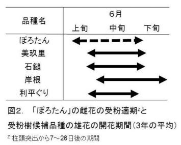 図2 「ぽろたん」の雌花の受粉適期受粉樹候補品種の雄花の開花期間