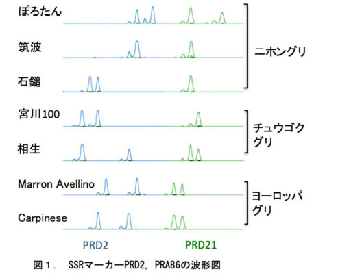 表1 SSRマーカーPRD2、PRA86の波形図