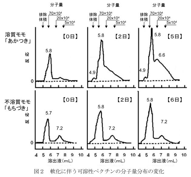 図2 軟化に伴う可溶性ペクチンの分子量分布の変化