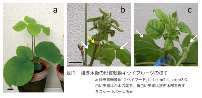 図1 接ぎ木後の形質転換キウイフルーツの様子