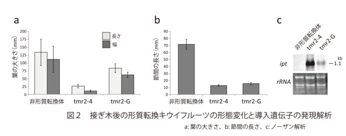 図2 接ぎ木後の形質転換キウイフルーツの形態変化と導入遺伝子の発現解析