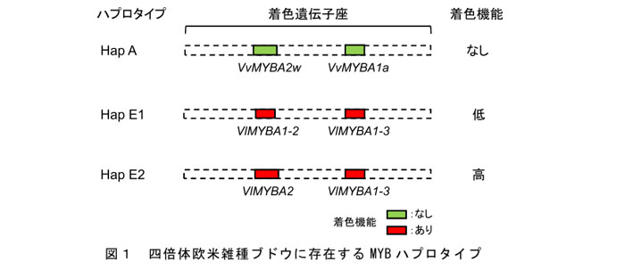 図1 四倍体欧米雑種ブドウに存在するMYBハプロタイプ