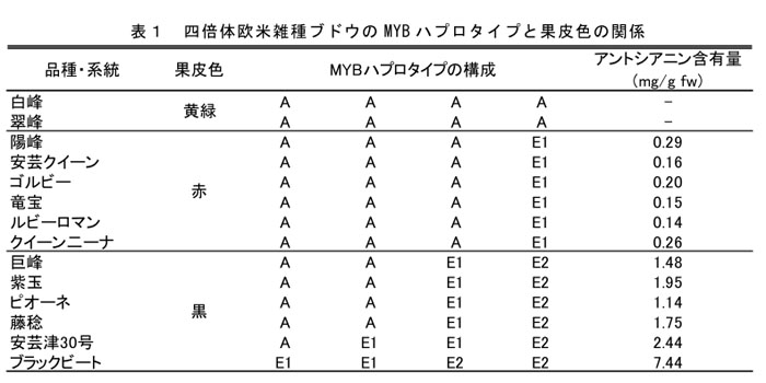 表1 四倍体欧米雑種ブドウのMYBハプロタイプと果皮色の関係