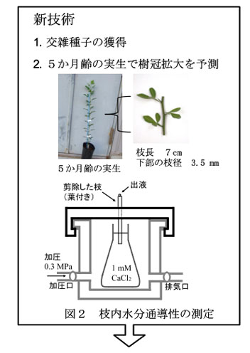 図2 枝内水分通導性の測定