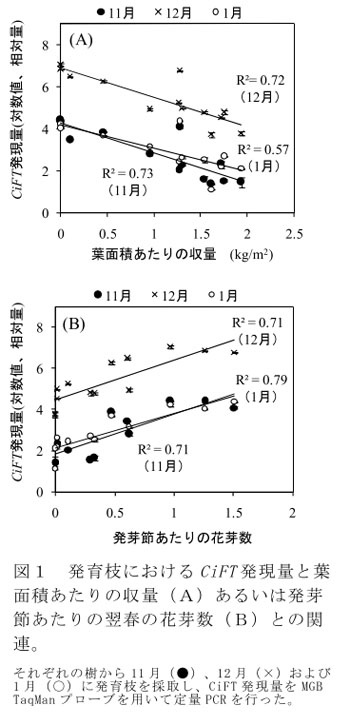 図1 発育枝におけるCiFT発現量と葉面積あたりの収量(A)あるいは発芽節あたりの翌春の花芽数(B)との関連。