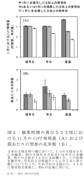 図2 摘果時期の異なる3主枝における11月のCiFT発現量(A)および節あたりの翌春の花芽数(B)。