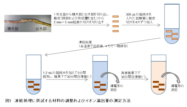 図1 凍結処理に供試する材料の調整およびイオン漏出量の測定方法