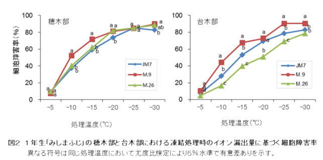 図2 1年生「みしまふじ」の穂木部と台木部における凍結処理時のイオン漏出量に基づく細胞障害率