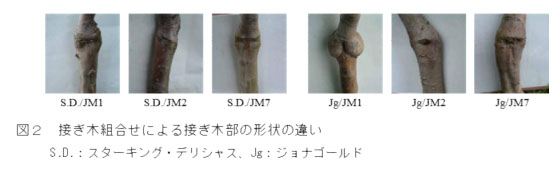 図2 接ぎ木組合せによる接ぎ木部の形状の違い