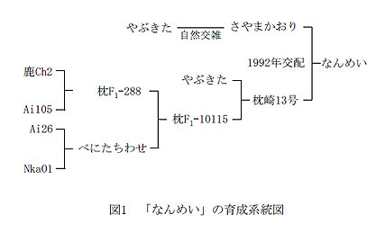 図1 「なんめい」の育成系統図