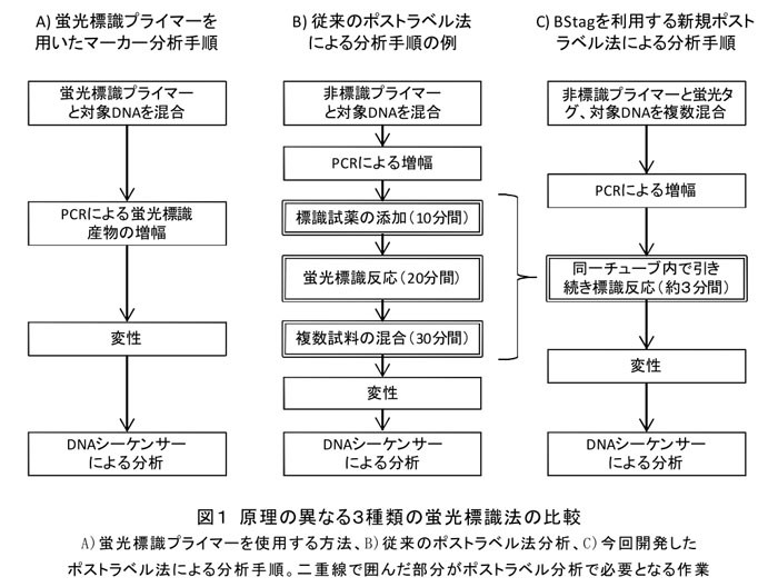 図1 原理の異なる3種類の蛍光標識法の比較